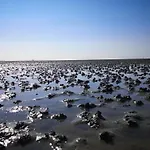 Am Wattenmeer * フリードリッヒシュコオク